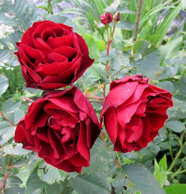 Три розы